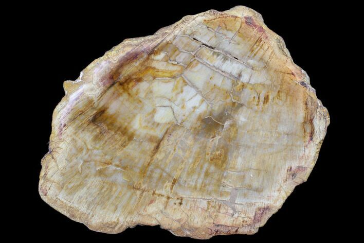 Petrified Wood (Araucaria) Slice - Madagascar #83228
